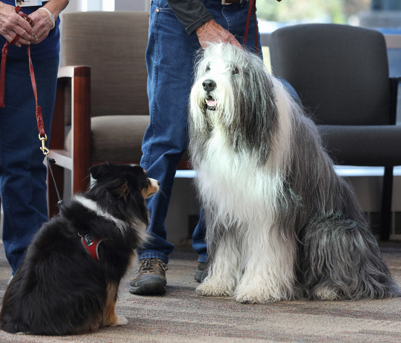 Blessing of the therapy dogs